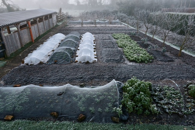 Homeacres no dig beds in winter