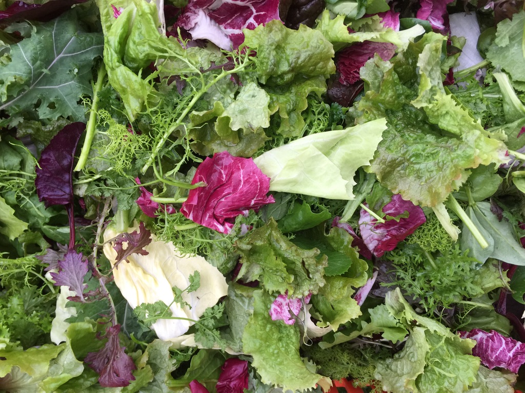Salad leaves to eat, January