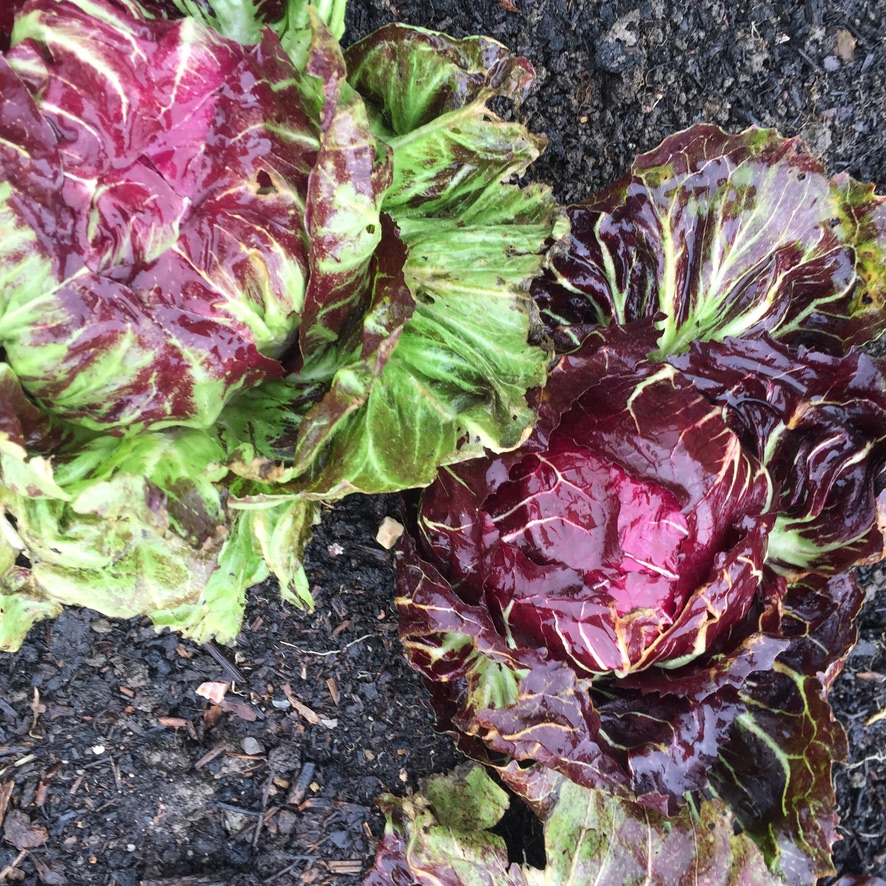 Outdoor radicchio January