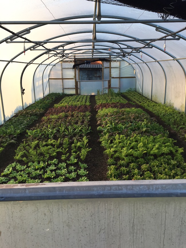 Polytunnel salad plants midwinter