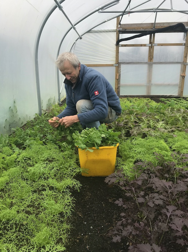 Charles picking winter salad January