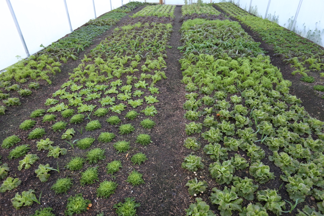 Frozen plants in polytunnel