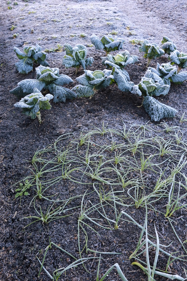 Frost on salad onions and cabbage