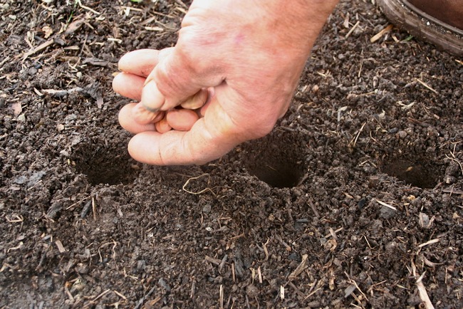 Sowing broad beans in dibbed holes