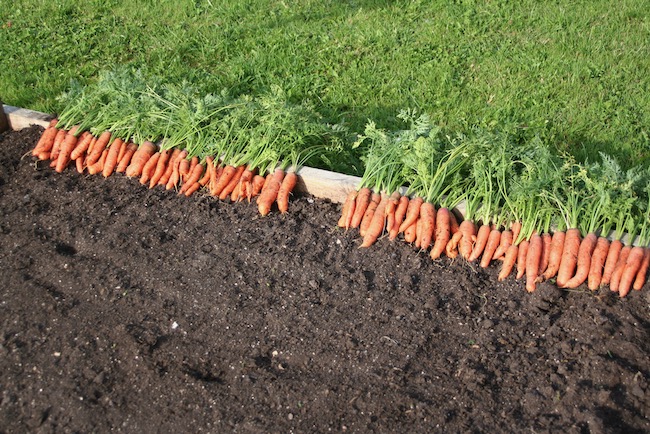 Carrots sown in compost, beautiful roots