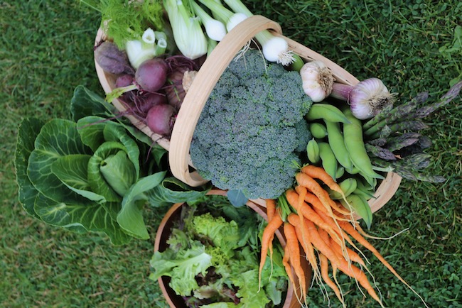 June vegetable harvests, no dig