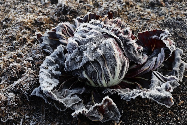 Radicchio in frost