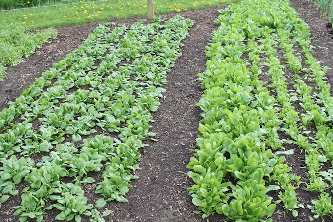 Healthy spinach direct sown in compost