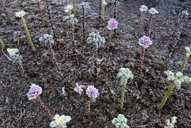 Kale picked small and mulched