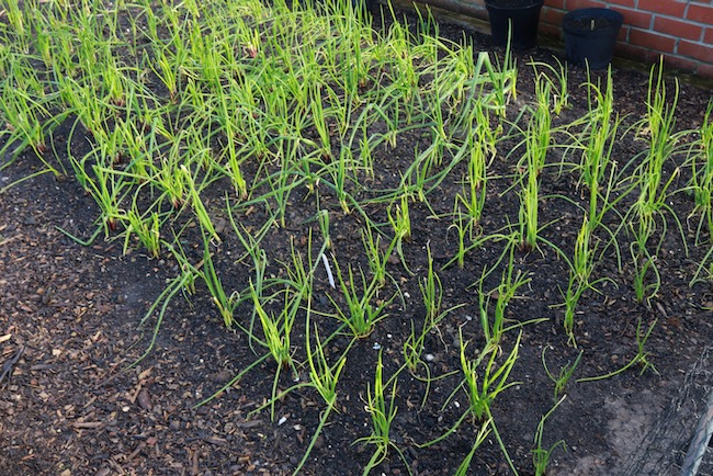 Multisown spring onions February outdoors