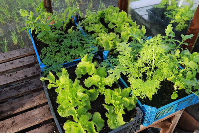 Salad boxes in greenhouse for harvests all winter