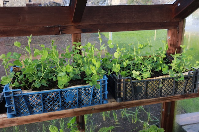 Peas in boxes for harvests of shoots