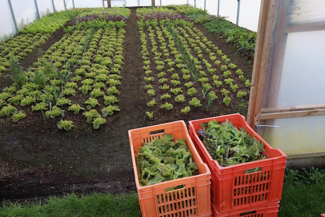 No dig harvest of salad by Charles Dowding method