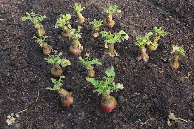 Outdoor swedes for harvest any time