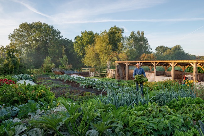 No dig beds in September, lush growth