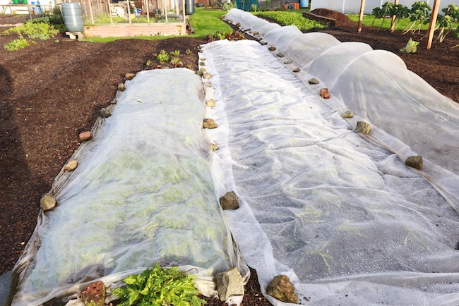 Three types of cover, mesh, fleece, thermacrop