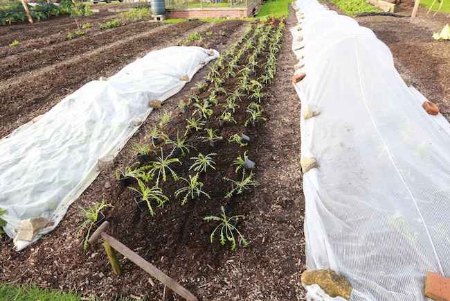 Wild rocket plants ready to transplant