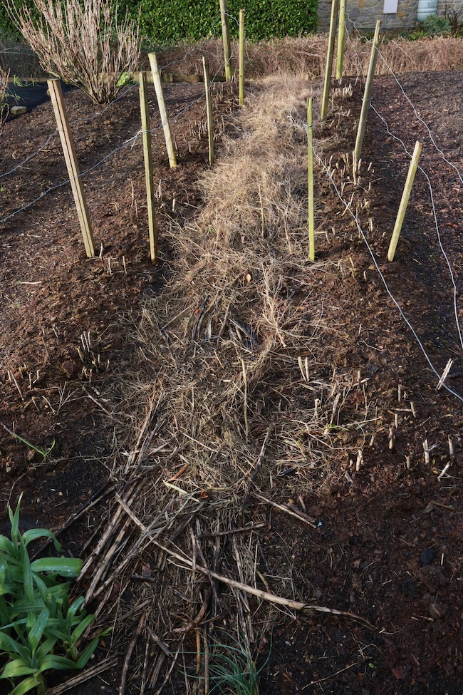 Asparagus bed is dormant in winter