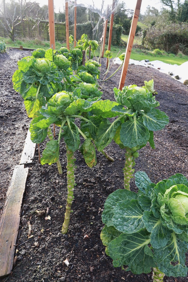 Brussels sprouts giving fine harvests now