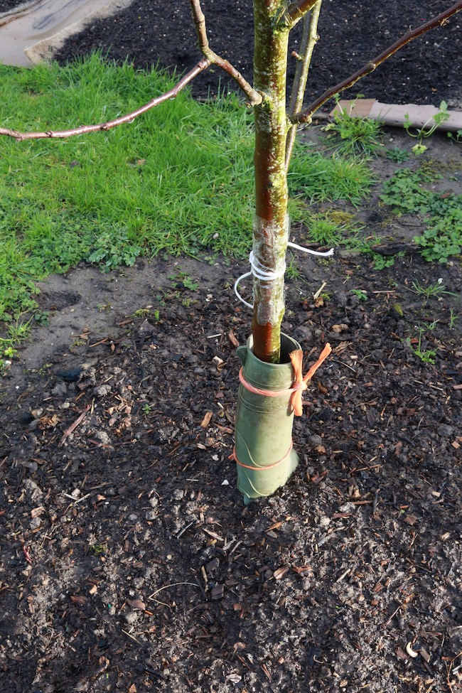 Protection of apple tree trunk
