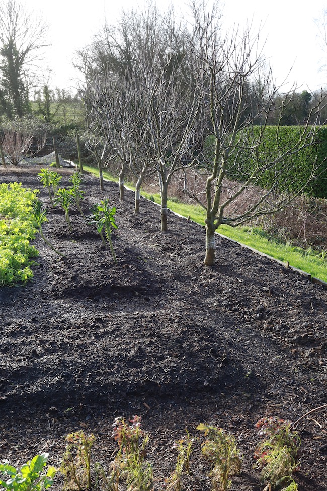 Apple trees ready to prune, 7 years old