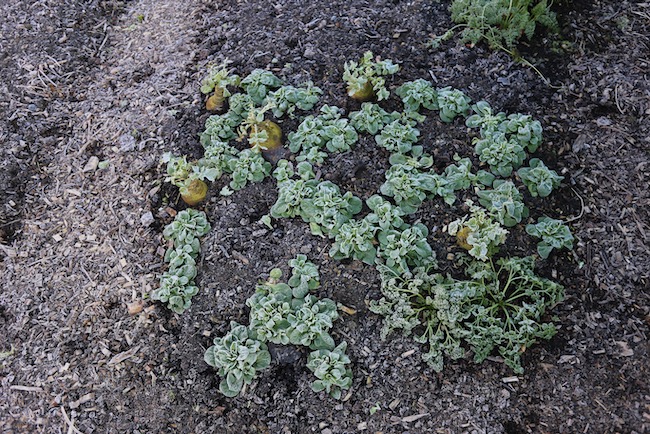 Frost on swede and interplant of lambs lettuce