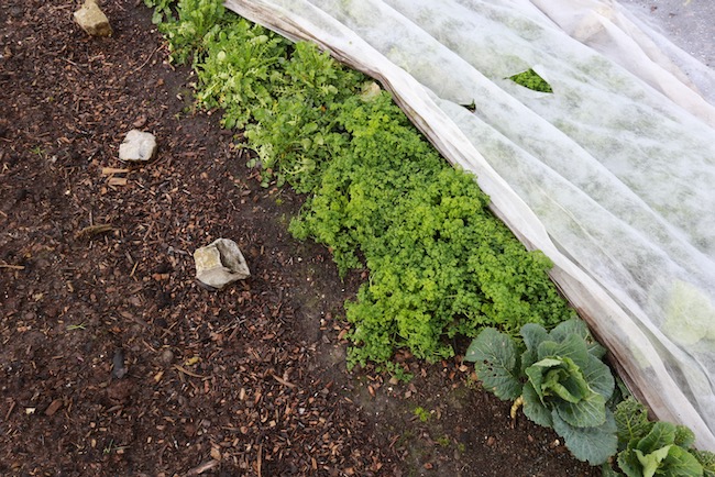 Chervil outside in winter, top flavour