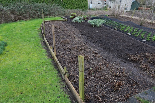 After cutting autumn raspberries