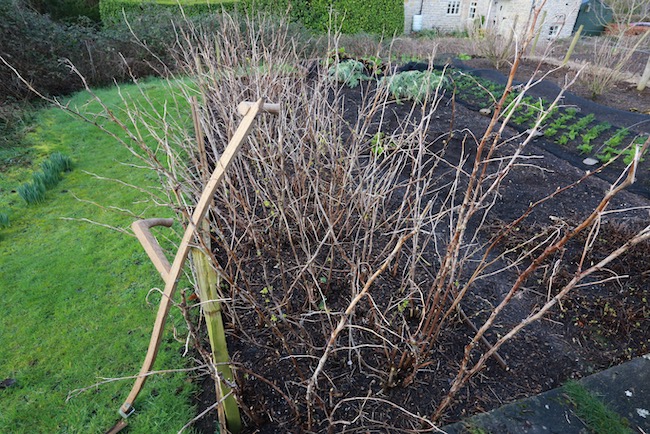 Before pruning autumn raspberries