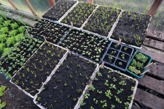 various module trays, no dig greenhouse