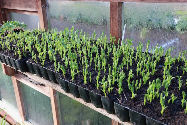 Module trays of multi-sown peas