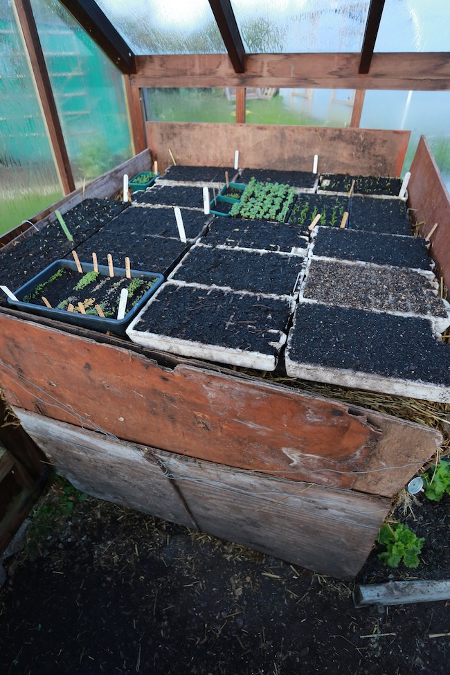 Newly sown trays on hotbed