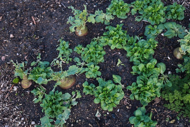 lambs lettuce interplant homemade compost and many already cut