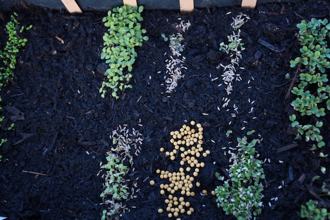 Some old seed is germinating badly, if at all.