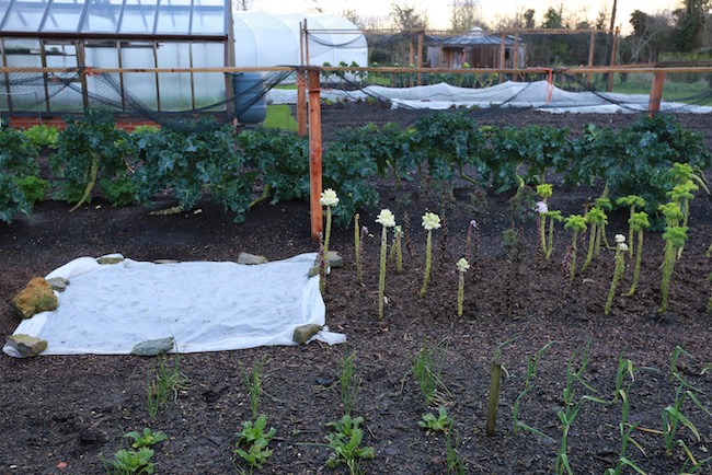 Homeacres view includes garlic, kale and broccoli overwintered