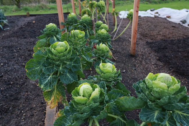 Tasty tops of Brussels sprouts