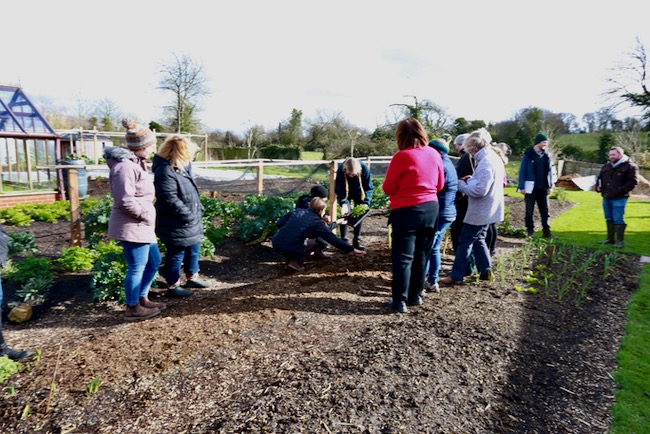 Course group planting radish multi-sown