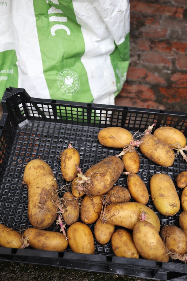 Potatoes stored 7.5 months in parer sack