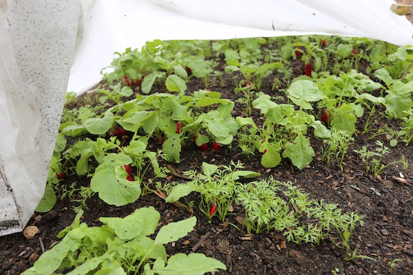 Cover with radish and carrot pushing it up