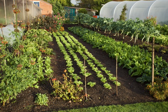 The small plants are Diva endives which we pick every week