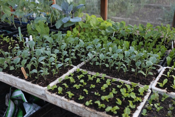 More seedlings pricked out include broccoli