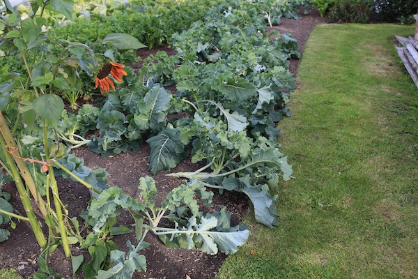 Windblown broccoli Claret F1 for cropping in spring, on 21st August