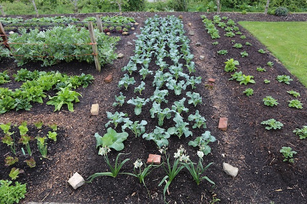 Two days later broccoli after rain