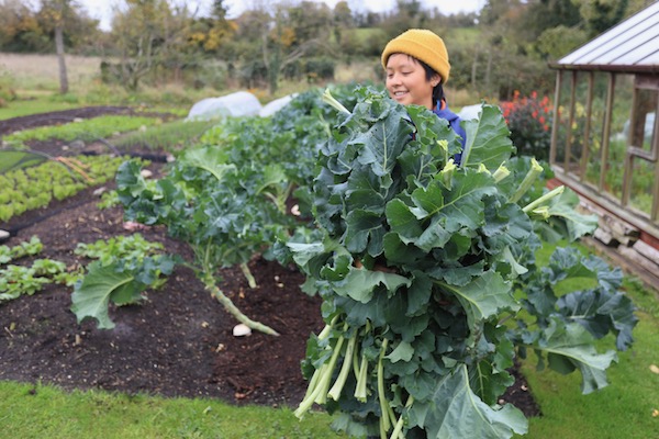 Removing lower leaves of broccoli for tidiness