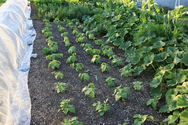 24 day old French bean, since transplanting