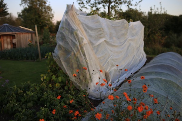 Bean teepees and frames wrapped in Thermacrop