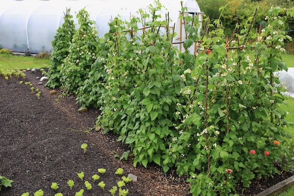 Climbing beans transplanted 65 days ago