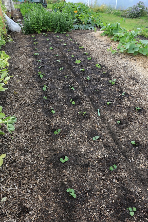 Newly transplanted French beans mid June