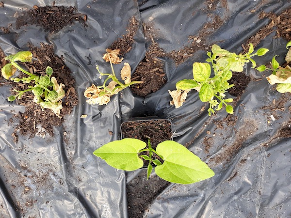 Aminpyralid damage to French beans