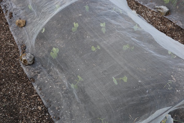 Mesh cover against wind and insects